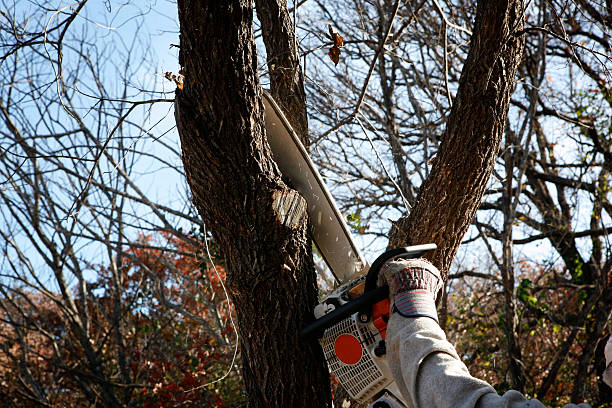 Reliable Medford, WI Tree Removal Services Solutions